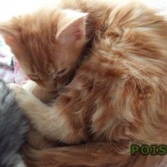 Подробнее об объявлении «Пропал кот Приволжск» Фото: пропала кошка Мейн-кун «Пропал кот Приволжск» в г. Приволжск