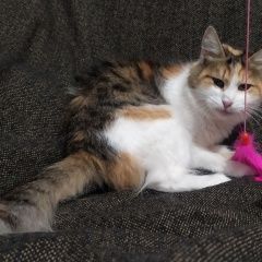 Подробнее об объявлении «Пропала кошка Махачкала» Фото: пропала кошка  «Пропала кошка Махачкала» в г. Махачкала