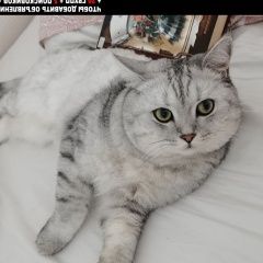 Подробнее об объявлении «Пропал кот Москва» Фото: пропала кошка Британская короткошерстная «Пропал кот Москва» в г. Москва