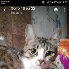 Подробнее об объявлении «Иркутск Пропала кошка рыся, найдись» Фото: пропала кошка  «Иркутск Пропала кошка рыся, найдись» в г. Иркутск