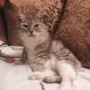Подробнее об объявлении «Пропала кошка упала с балкона Москва» Фото: пропала кошка  «Пропала кошка упала с балкона Москва» в г. Москва