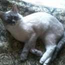 Подробнее об объявлении «Пропал кот Березовский (Свердловская обл.)» Фото: пропала кошка  «Пропал кот Березовский (Свердловская обл.)» в г. Березовский (Свердловская обл.)