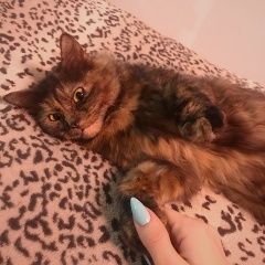 Подробнее об объявлении «Москва Пропала кошка» Фото: пропала кошка  «Москва Пропала кошка» в г. Москва