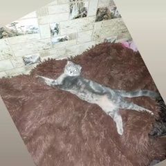 Подробнее об объявлении «Пропала кошка вислоухая, худенькая, зовут симба. Самара» Фото: пропала кошка Британская короткошерстная кошка «Пропала кошка вислоухая, худенькая, зовут...» в г. Самара
