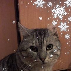Подробнее об объявлении «Севастополь Пропал котик с одним ушком» Фото: пропала кошка  «Севастополь Пропал котик с одним ушком» в г. Севастополь