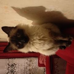 Подробнее об объявлении «Пропала кошка ноября, около :-: Москва» Фото: пропала кошка Бирманская (Священная бирма) «Пропала кошка ноября, около :-: Москва» в г. Москва