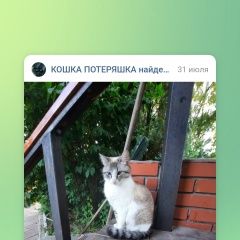 Подробнее об объявлении «Пропала кошка кормящая мама. Чехов» Фото: пропала кошка  «Пропала кошка кормящая мама. Чехов» в г. Чехов