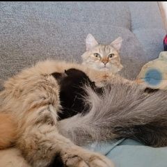 Подробнее об объявлении «Ангарск Пропала кошка беременная кошка» Фото: пропала кошка Сибирская кошка «Ангарск Пропала кошка беременная кошка» в г. Ангарск