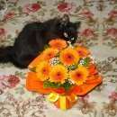 Подробнее об объявлении «Лобня Пропала кошка черная» Фото: пропала кошка  «Лобня Пропала кошка черная» в г. Лобня