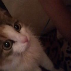 Подробнее об объявлении «Пропала кошка Рассказово» Фото: пропала кошка  «Пропала кошка Рассказово» в г. Рассказово