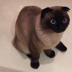 Подробнее об объявлении «Пропал кот сиамский вислоухий кот Москва» Фото: пропала кошка Сиамская «Пропал кот сиамский вислоухий кот Москва» в г. Москва