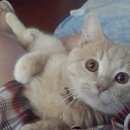 Подробнее об объявлении «Пропал кот полубританец Воскресенск» Фото: пропала кошка Британская короткошерстная «Пропал кот полубританец Воскресенск» в г. Воскресенск