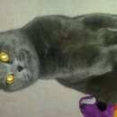 Подробнее об объявлении «Пропал кот Оренбург» Фото: пропала кошка Британская короткошерстная «Пропал кот Оренбург» в г. Оренбург