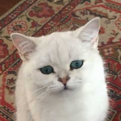 Подробнее об объявлении «Анапа Пропал кот» Фото: пропала кошка Британская короткошерстная кошка «Анапа Пропал кот» в г. Анапа