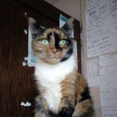 Подробнее об объявлении «Пропала кошка.. Орехово-Зуево» Фото: пропала кошка  «Пропала кошка.. Орехово-Зуево» в г. Орехово-Зуево