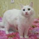 Подробнее об объявлении «Ангарск Пропал кот.» Фото: пропала кошка  «Ангарск Пропал кот.» в г. Ангарск