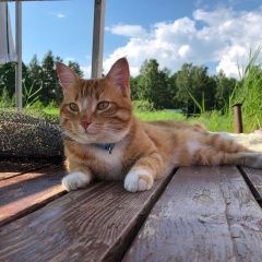 Подробнее об объявлении «Выборг Пропала кошка пос. стрельцово» Фото: пропала кошка  «Выборг Пропала кошка пос. стрельцово» в г. Выборг