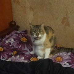 Подробнее об объявлении «Москва Пропала кошка зовут рыся» Фото: пропала кошка  «Москва Пропала кошка зовут рыся» в г. Москва