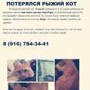Подробнее об объявлении «Пропал кот рыжий кот ( м. крылатское) Москва» Фото: пропала кошка  «Пропал кот рыжий кот ( м. крылатское) Москва» в г. Москва