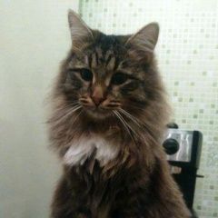 Подробнее об объявлении «Пропал кот сибирский кот Березовский (Свердловская обл.)» Фото: пропала кошка Сибирская «Пропал кот сибирский кот Березовский...» в г. Березовский (Свердловская обл.)