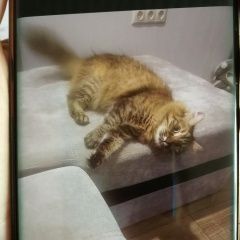 Подробнее об объявлении «Москва Пропала кошка» Фото: пропала кошка  «Москва Пропала кошка» в г. Москва