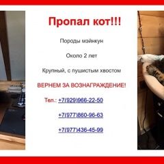 Подробнее об объявлении «Пропал кот Сергиев Посад» Фото: пропала кошка Мейн-кун «Пропал кот Сергиев Посад» в г. Сергиев Посад