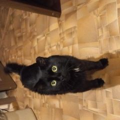 Подробнее об объявлении «Пропал кот Хабаровск» Фото: пропала кошка  «Пропал кот Хабаровск» в г. Хабаровск