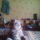 Подробнее об объявлении «Иваново Пропал кот» Фото: пропала кошка  «Иваново Пропал кот» в г. Иваново