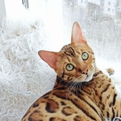 Подробнее об объявлении «Пропал кот бенгальский. Одинцово» Фото: пропала кошка Бенгальская кошка «Пропал кот бенгальский. Одинцово» в г. Одинцово