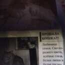 Подробнее об объявлении «Жуковский Пропала кошка» Фото: пропала кошка  «Жуковский Пропала кошка» в г. Жуковский