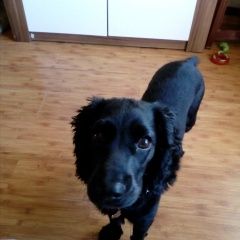 Подробнее об объявлении «Подольск Пропала собака кобель. черный спаниель кобель» Фото: пропала собака Русский охотничий спаниель «Подольск Пропала собака кобель. черный спаниель...» в г. Подольск