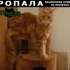 Подробнее об объявлении «Пропал кот член семьи   Томск» Фото: пропала кошка Сибирская «Пропал кот член семьи   Томск» в г. Томск