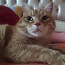 Подробнее об объявлении «Пропал кот в посёлке родники Одинцово» Фото: пропала кошка Курильский бобтейл «Пропал кот в посёлке родники Одинцово» в г. Одинцово