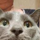 Подробнее об объявлении «Пропал кот помогите найти друга Иркутск» Фото: пропала кошка  «Пропал кот помогите найти друга Иркутск» в г. Иркутск