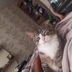 Подробнее об объявлении «Пропала кошка любимый кот Арзамас» Фото: пропала кошка  «Пропала кошка любимый кот Арзамас» в г. Арзамас