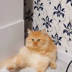����: ������� �����  ��������� ������ ��� ����� ��� � �. ��������