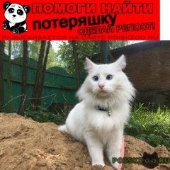 Подробнее об объявлении «Пропал кот Москва» Фото: пропала кошка Турецкая ангора «Пропал кот Москва» в г. Москва