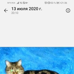 Подробнее об объявлении «Пропала кошка ляпа, 27 июня Новосибирск» Фото: пропала кошка  «Пропала кошка ляпа, 27 июня Новосибирск» в г. Новосибирск
