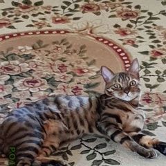 Подробнее об объявлении «Пропала кошка Верхний Услон» Фото: пропала кошка Бенгальская «Пропала кошка Верхний Услон» в г. Верхний Услон