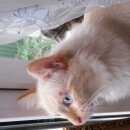 Подробнее об объявлении «Электроугли Пропала кошка здравствуйте» Фото: пропала кошка  «Электроугли Пропала кошка здравствуйте» в г. Электроугли