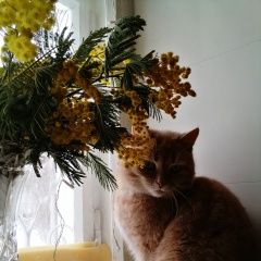 Подробнее об объявлении «Балабаново Пропала кошка очень просим помочь в поиске» Фото: пропала кошка  «Балабаново Пропала кошка очень просим помочь в...» в г. Балабаново