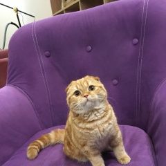 Подробнее об объявлении «Пропал кот рыжий вислоухий кот Немчиновка» Фото: пропала кошка Скоттиш фолд (шотландская вислоухая) «Пропал кот рыжий вислоухий кот Немчиновка» в г. Немчиновка