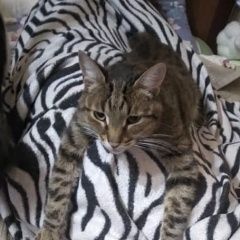 Подробнее об объявлении «Пропал кот мурзик Гатчина» Фото: пропала кошка  «Пропал кот мурзик Гатчина» в г. Гатчина