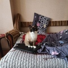 Подробнее об объявлении «Сургут Пропал кот» Фото: пропала кошка Сиамская «Сургут Пропал кот» в г. Сургут