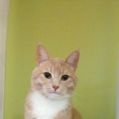 Подробнее об объявлении «Пропал кот марсик в снт восход Обнинск» Фото: пропала кошка  «Пропал кот марсик в снт восход Обнинск» в г. Обнинск