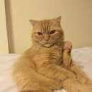 Подробнее об объявлении «Пропала кошка Воскресенск» Фото: пропала кошка Шотландская вислоухая «Пропала кошка Воскресенск» в г. Воскресенск