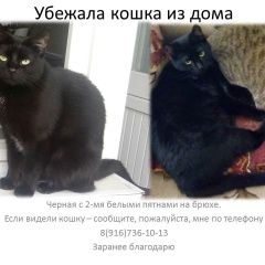 Подробнее об объявлении «Чехов Пропала кошка на улице всех боится» Фото: пропала кошка  «Чехов Пропала кошка на улице всех боится» в г. Чехов