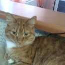 Подробнее об объявлении «Пропал кот рыжий кот. Томск» Фото: пропала кошка  «Пропал кот рыжий кот. Томск» в г. Томск