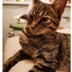 Подробнее об объявлении «Пропал кот Зеленоград» Фото: пропала кошка  «Пропал кот Зеленоград» в г. Зеленоград