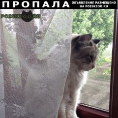 Подробнее об объявлении «Курган Пропала кошка. в районе дрожжзавода» Фото: пропала кошка Невская маскарадная «Курган Пропала кошка. в районе дрожжзавода» в г. Курган